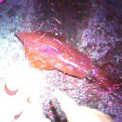 焼津新港　またまたアオリイカやヒラメが釣れちゃいました！